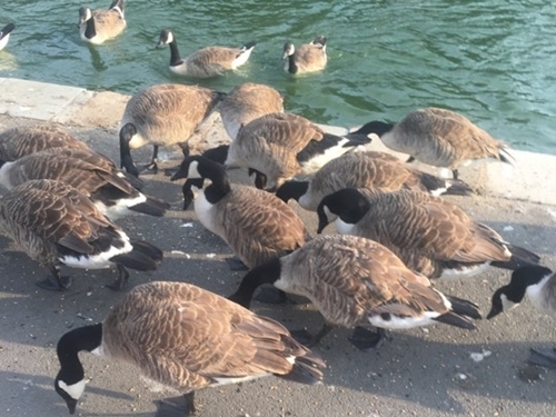 Canada Geese at Ryde Canoe Lake